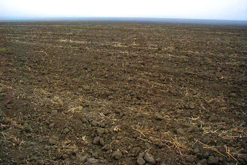 Поле в Ачхой-Мартановском районе Чечни. Фото с сайта www.chechnyafree.ru