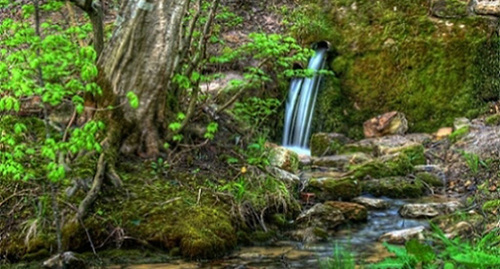 Таманская лесная дача, Ставрополь. Фото: http://www.contrasterra.ru/news/4609