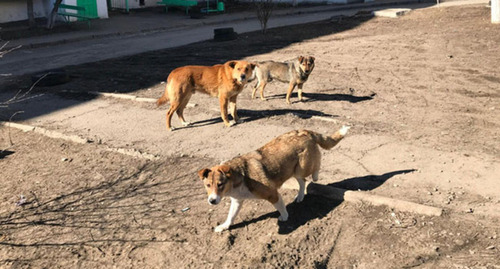 Бродячие собаки. Фото Вячеслава Прудникова для "Кавказского узла".