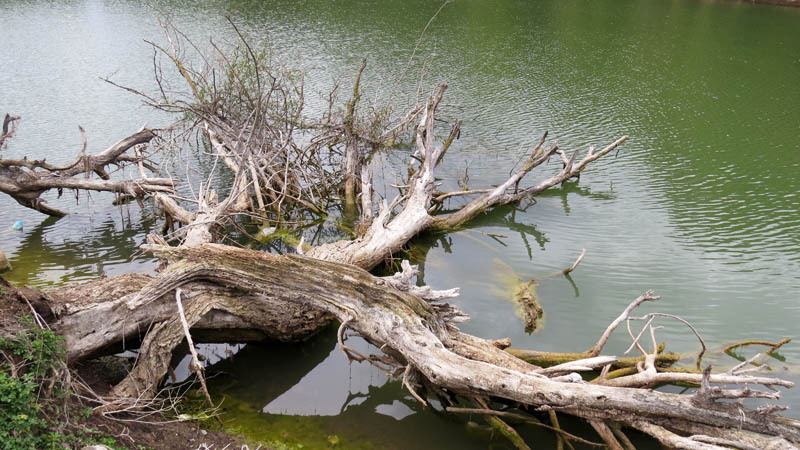 Сухие поваленные деревья в воде.